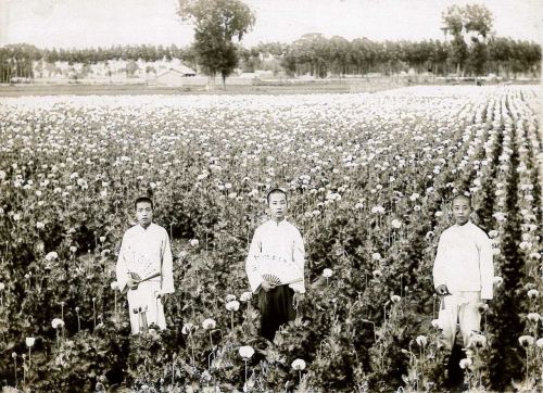 Field of opium poppies 