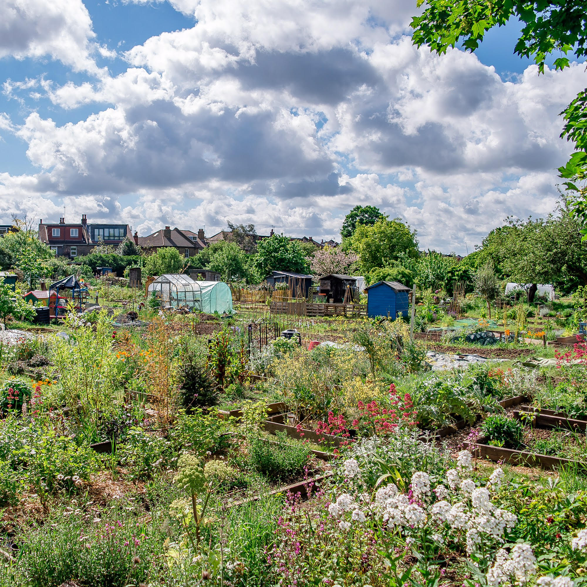 View over Northfields Allotments NW to SE_Credit - Nabil Jacob